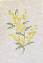 Silver Wattle Wildflower Stitched Card 
