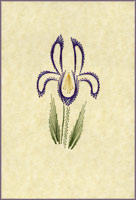 Iris Stitched Card